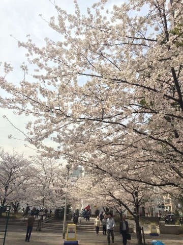 八丁堀の桜も満開＾＾_a0157409_21321759.jpg