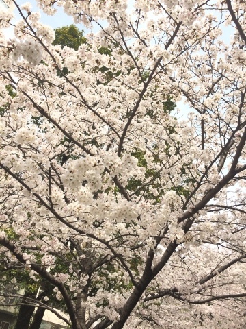八丁堀の桜も満開＾＾_a0157409_21485930.jpg