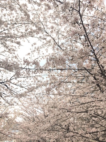 八丁堀の桜も満開＾＾_a0157409_21492317.jpg
