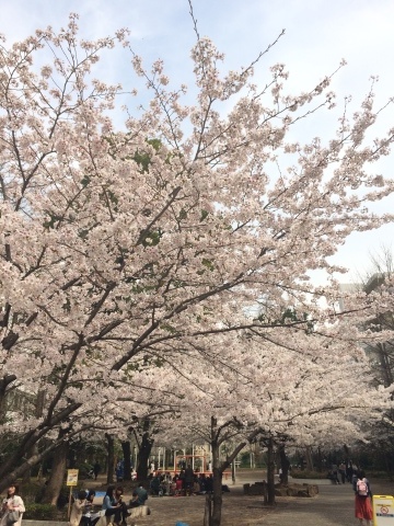 八丁堀の桜も満開＾＾_a0157409_21493597.jpg