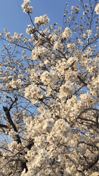 b0268815_17562278.gif