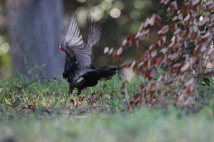 キジのドラミングする姿が見られました 私の鳥撮り散歩