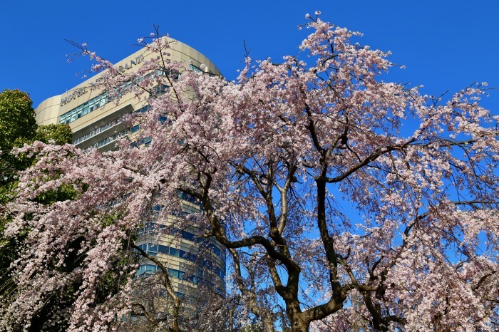 山下公園散歩　2018.3.25　Sanpo 98_e0237623_22563224.jpg