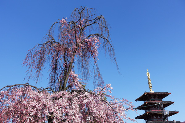 四天王寺に行ってみた（2018春）_e0192725_05462123.jpg