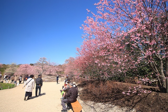 鈴鹿の森　しだれ梅庭園（その2）（撮影：3月17日）_e0321325_19575383.jpg