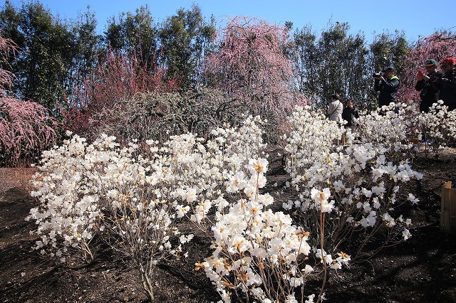 鈴鹿の森　しだれ梅庭園（その2）（撮影：3月17日）_e0321325_20001767.jpg