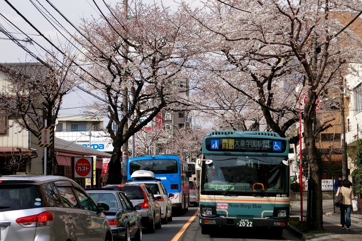 西武バス 大泉学園通りの桜並木 黄色い電車に乗せて 西武バス 大泉学園通りの桜並木 黄色い電車に乗せて