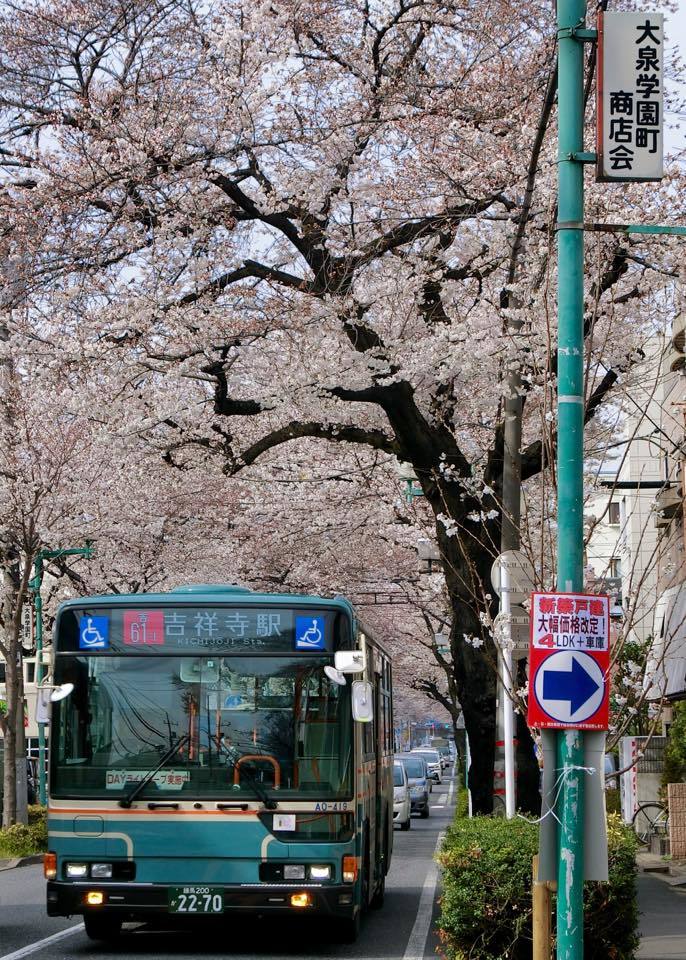 西武バス 大泉学園通りの桜並木 黄色い電車に乗せて 西武バス 大泉学園通りの桜並木 黄色い電車に乗せて