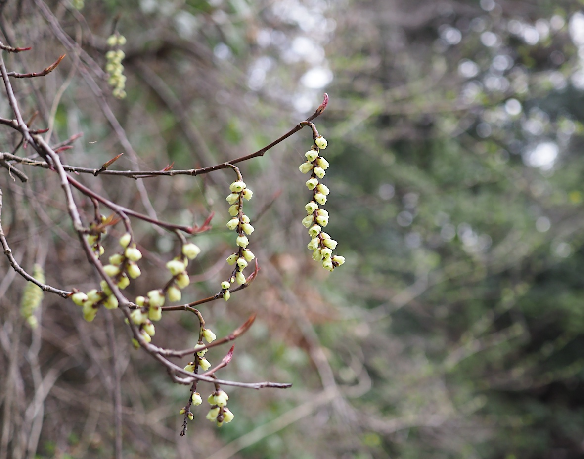 ちょっと大きくなったアサギマダラ幼虫（2018年3月24日）_d0303129_12271451.jpg