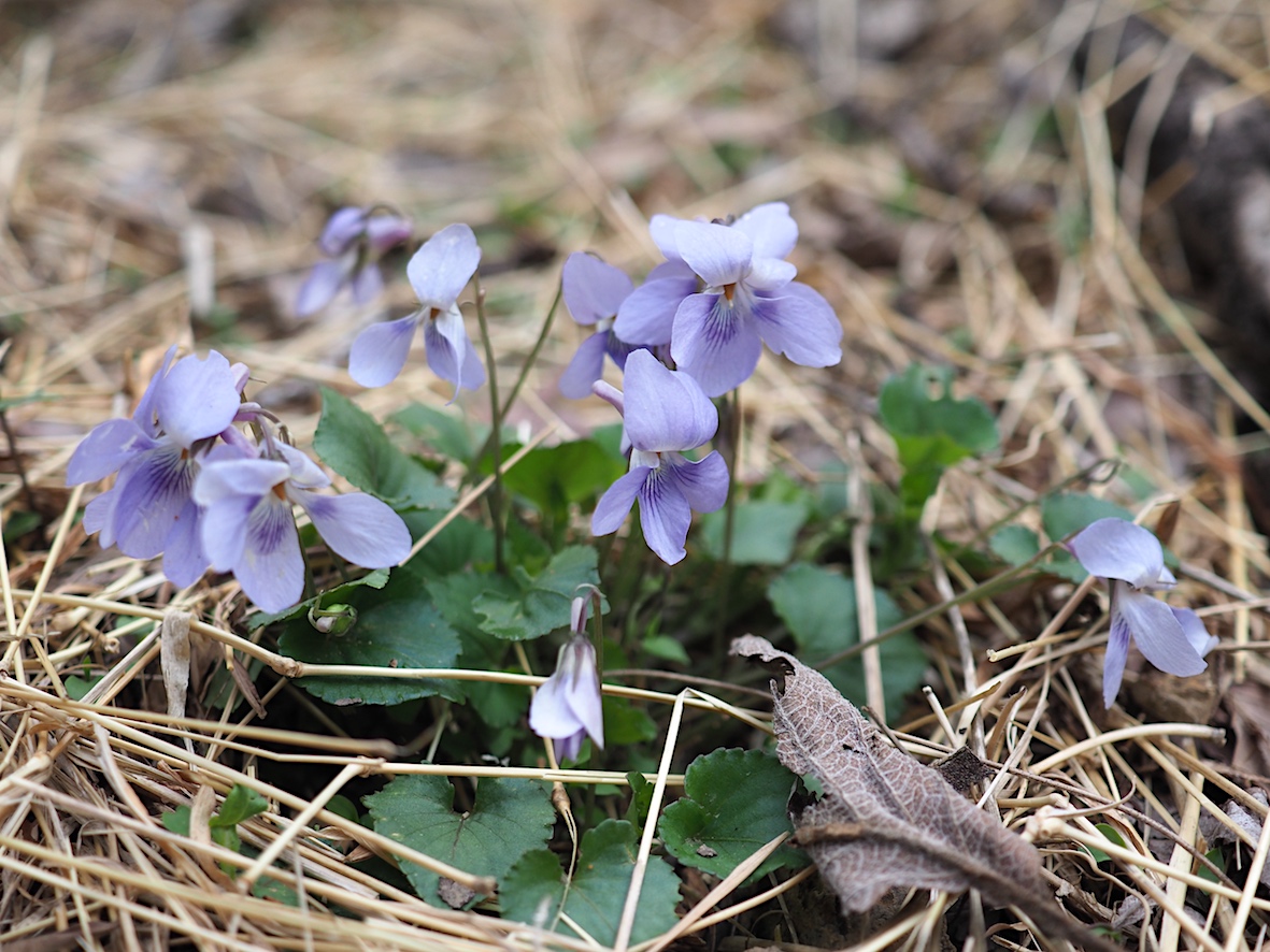 ちょっと大きくなったアサギマダラ幼虫（2018年3月24日）_d0303129_1227628.jpg