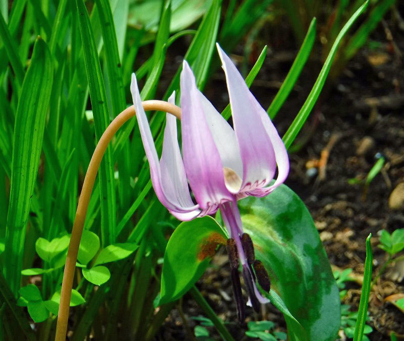 調布野草園 カタクリ開花 ブナの林が好き 調布野草園 カタクリ開花 ブナの林が好き
