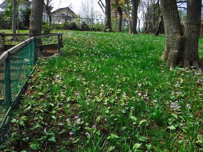 調布野草園 カタクリ開花 ブナの林が好き 調布野草園 カタクリ開花 ブナの林が好き