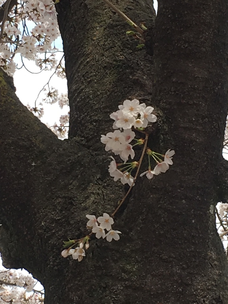 桜と織りネームタグ_e0060341_21241.jpg