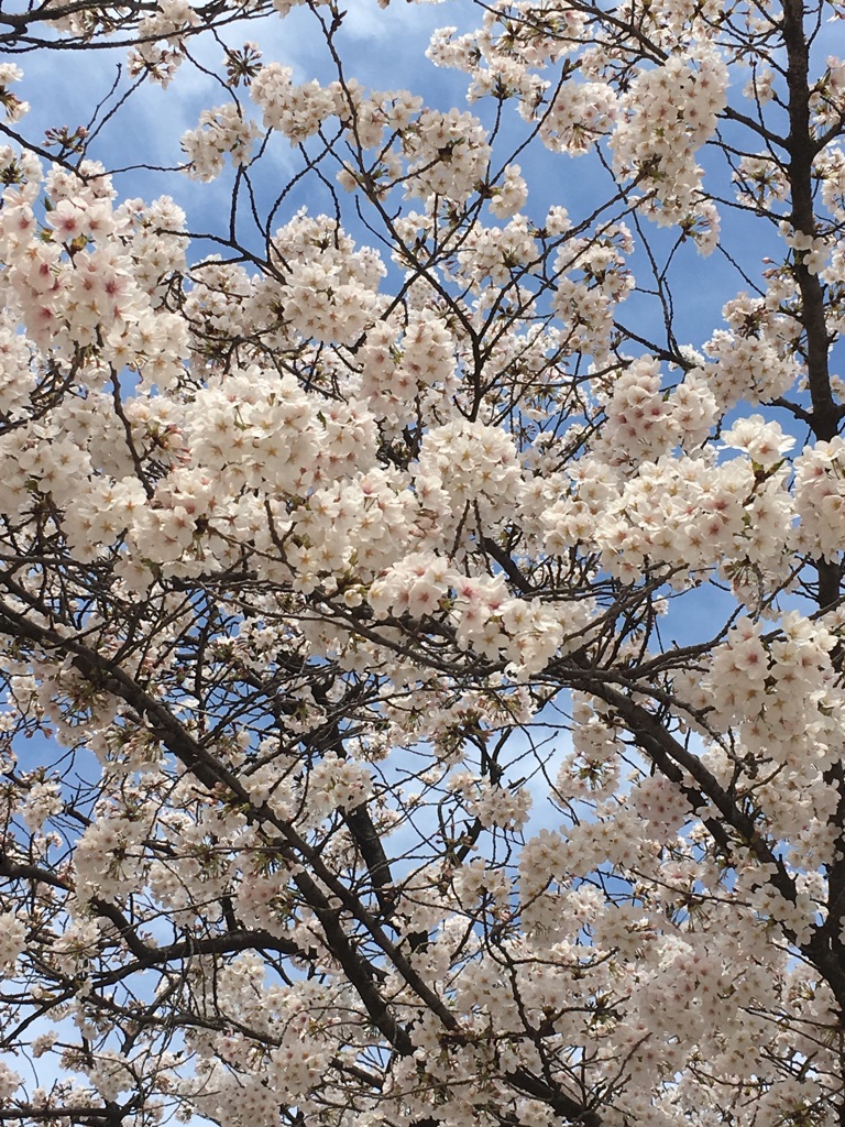 桜と織りネームタグ_e0060341_212511.jpg