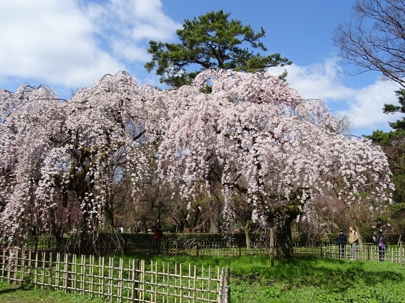 京都御苑 近衛邸跡の桜 彩の気まぐれ写真