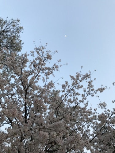 私流花見...🌸_e0288544_12041418.jpg