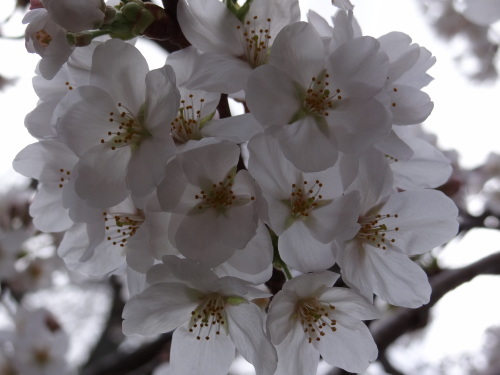 桜の色 森谷明子日本画でおしゃべり三昧 桜の色 森谷明子日本画でおしゃべり三昧