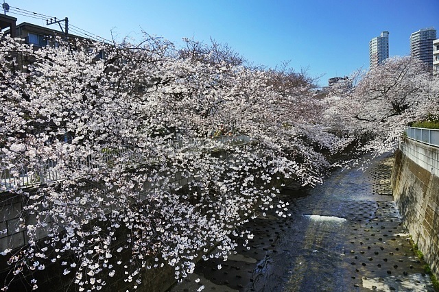 満開の桜_b0122448_07293238.jpg