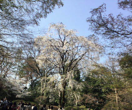 六義園のお花見は楽し　２／２　江戸太神楽とライトアップ_d0063149_11215827.jpg