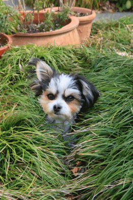 c0145250_12001468.gif