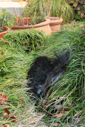 c0145250_12003525.gif