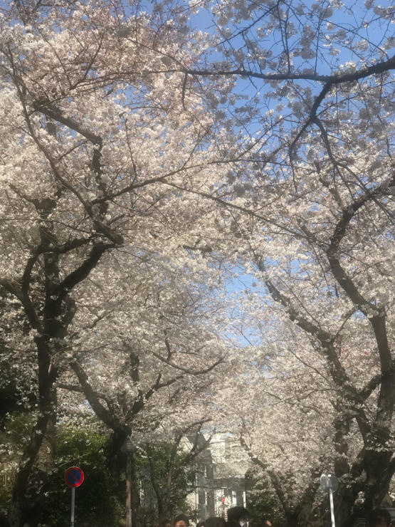 2018年桜、覚書き的に_b0021251_14224449.jpg