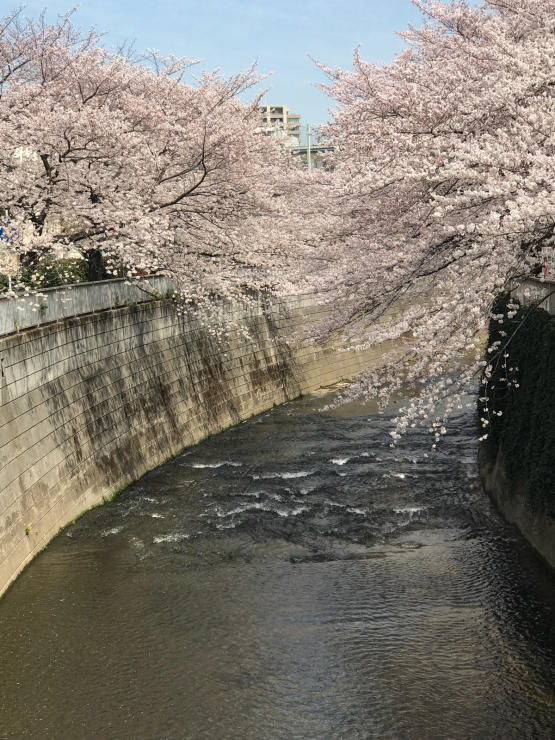 2018年桜、覚書き的に_b0021251_14242232.jpg