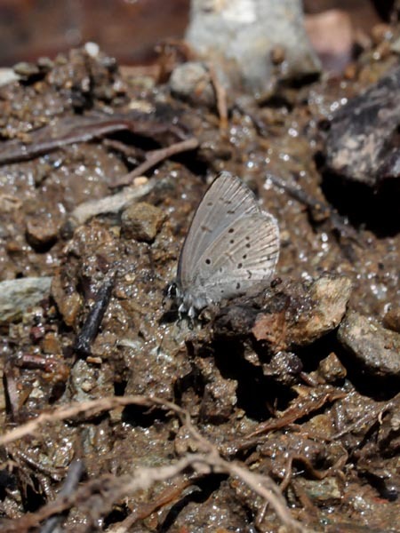 c0045352_16132816.jpg
