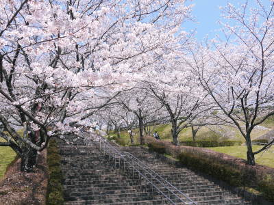 菊池公園、菊池神社の桜photoコレクション 2018_a0254656_18183779.jpg