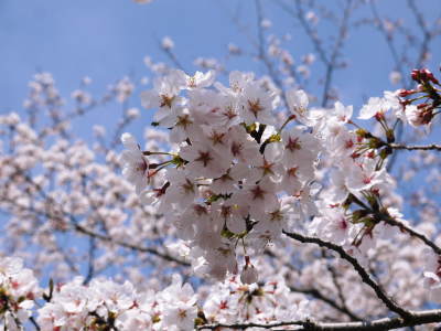 菊池公園、菊池神社の桜photoコレクション 2018_a0254656_18184508.jpg