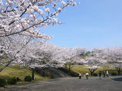 菊池公園、菊池神社の桜photoコレクション 2018_a0254656_18204950.jpg