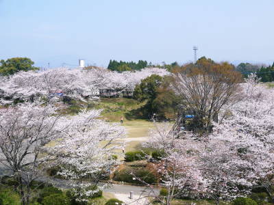 菊池公園、菊池神社の桜photoコレクション 2018_a0254656_18270069.jpg