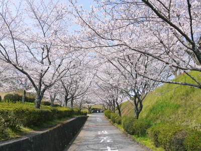 菊池公園、菊池神社の桜photoコレクション 2018_a0254656_18295234.jpg