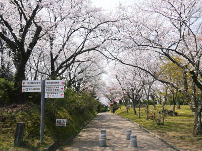 菊池公園、菊池神社の桜photoコレクション 2018_a0254656_18405617.jpg