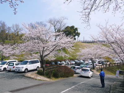 菊池公園、菊池神社の桜photoコレクション 2018_a0254656_18514626.jpg
