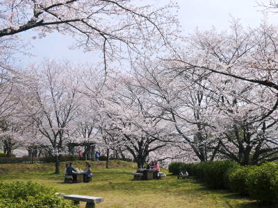 菊池公園、菊池神社の桜photoコレクション 2018_a0254656_18533749.jpg