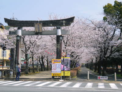 菊池公園、菊池神社の桜photoコレクション 2018_a0254656_19320683.jpg