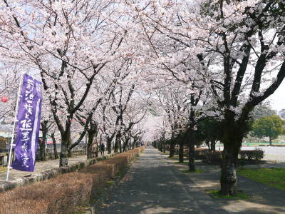 菊池公園、菊池神社の桜photoコレクション 2018_a0254656_19334212.jpg