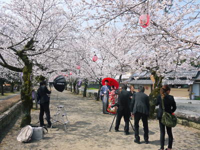 菊池公園、菊池神社の桜photoコレクション 2018_a0254656_19352136.jpg