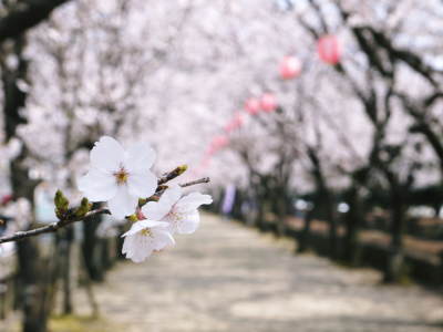 菊池公園、菊池神社の桜photoコレクション 2018_a0254656_19405881.jpg