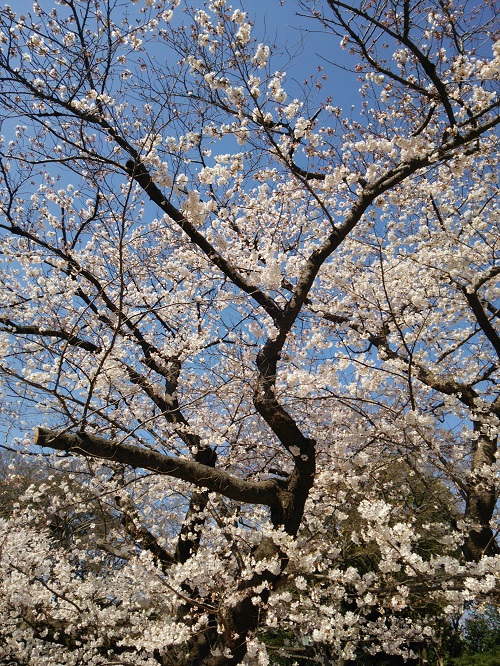 e0047657_49688.jpg