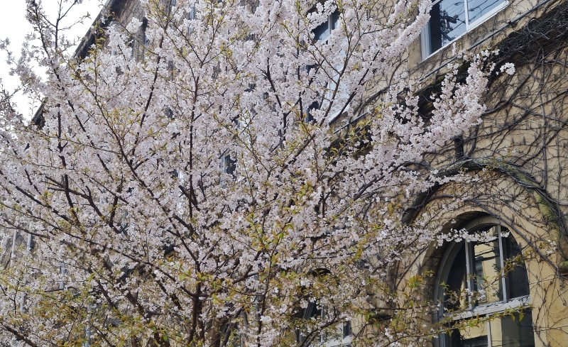 旧成徳中学校の「春めき桜」 @京都・四条烏丸_b0063958_13083929.jpg