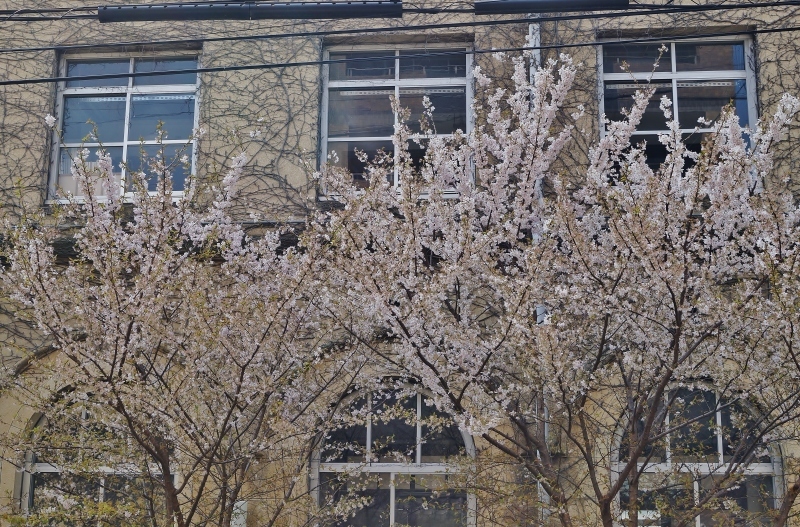旧成徳中学校の「春めき桜」　＠京都・四条烏丸_b0063958_13092998.jpg