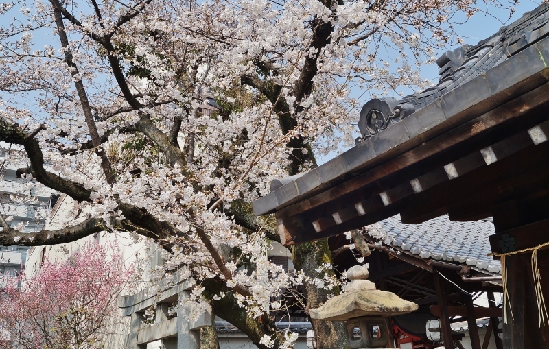 菅大臣天満宮の桜 @京都・四条河原町_b0063958_13253276.jpg