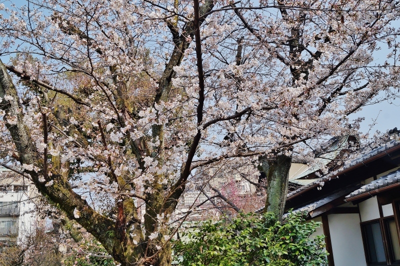 菅大臣天満宮の桜　＠京都・四条河原町_b0063958_13263474.jpg