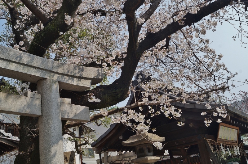 菅大臣天満宮の桜　＠京都・四条河原町_b0063958_13273181.jpg