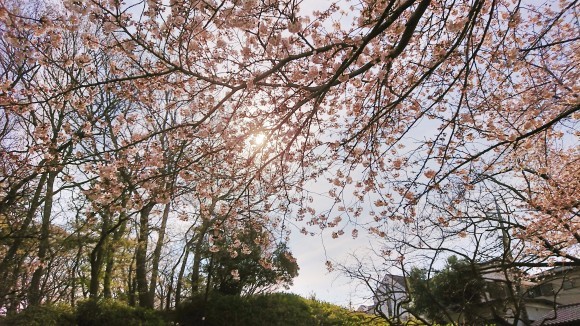 ３月２６日   近場で桜ハンターＺ②  コダヌキ公園_b0306158_13503569.jpg