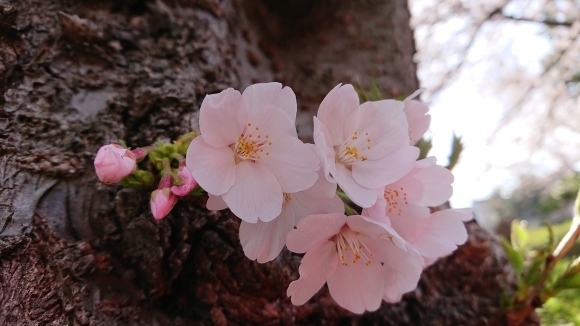 ３月２６日   近場で桜ハンターＺ②  コダヌキ公園_b0306158_13541062.jpg