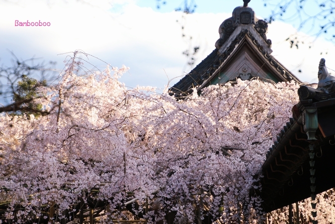 樹齢１００年超えの枝垂れ桜_a0157968_11383131.jpg