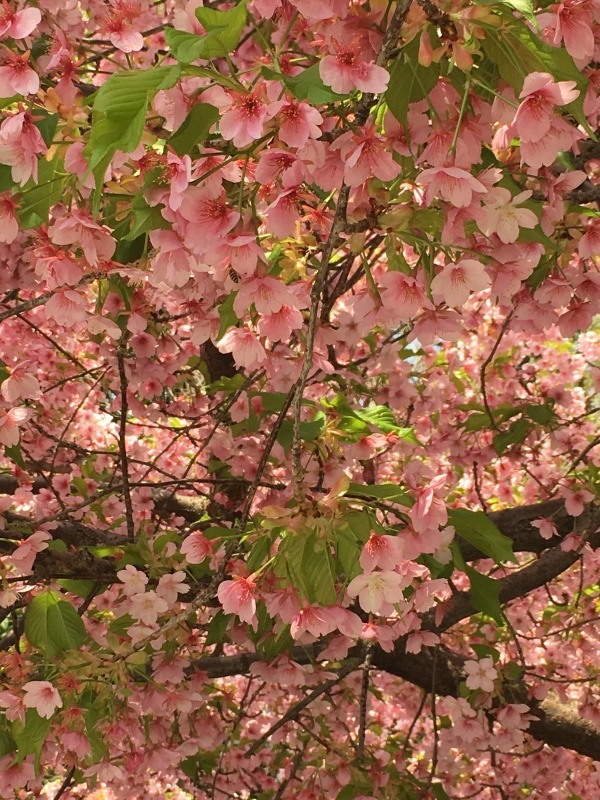 堀川通りの桜&#127800;_f0363168_13153665.jpeg